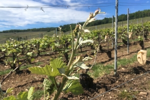 Champagne Dominique Papelard - 