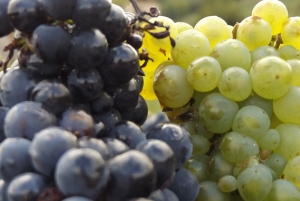 Champagne Dominique Papelard - 