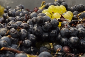 Champagne Dominique Papelard - 